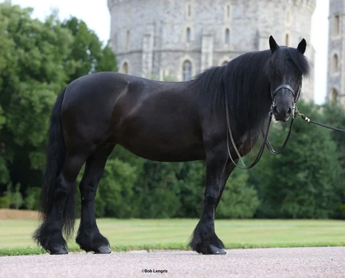 Breyer A Horse Of My Own Carltonlima Emma
